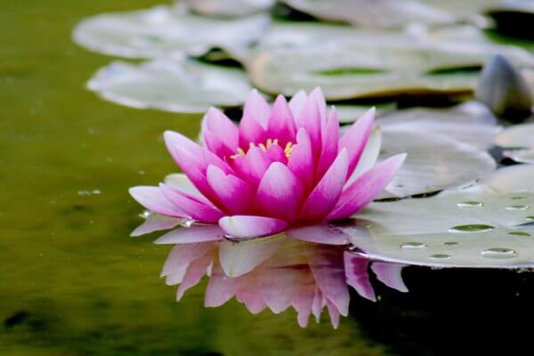 pink lotus floating on a pond