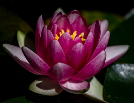 Plum Village Lotus